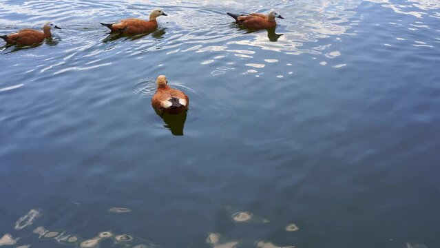 Ruddy shelducks, Tadorna ferruginea orange ducks swimming across the lake water blue from the reflection of the sky and white clouds.