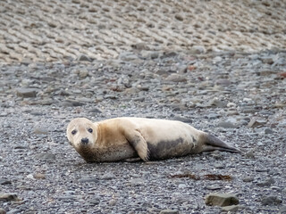 Seal resting on beach at Appledore in North Devon. September 2023.