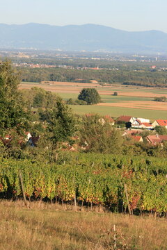 Le vignoble de Wattwiller, la plaine d'Alsace et le massif de la For&ecirc;t-Noire en Allemagne &agrave; l'arri&egrave;re-plan (Alsace, Haut-Rhin, France)