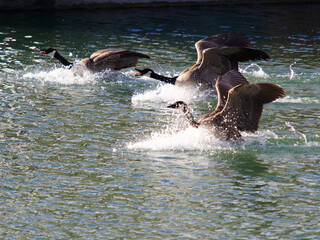 Canada Goose landing at the river