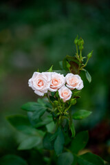 bouquet of roses