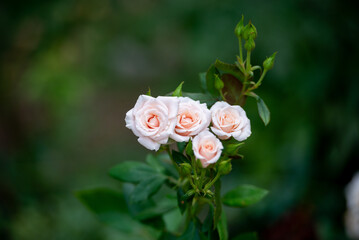 A branch of soft pink roses. Spring background