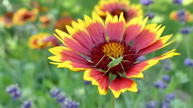 Nymph of green grasshopper Phaneroptera falcata, Sickle-bearing Bush-cricket on yellow and red Gaillardia, Blanket flower on summer day - real time, close up shot.