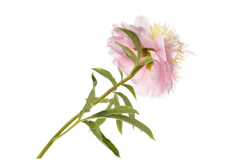 Beautiful delicate pink with yellow peony flower back view isolated on white background.
