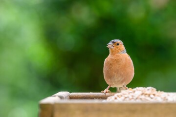 a small brown bird sitting on top of a table next to some food
