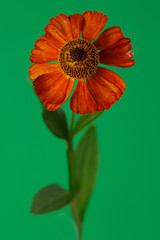 Orange helenium flower isolated on green background.