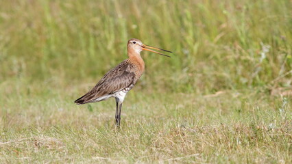 blue heron