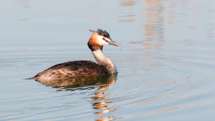 great crested grebe