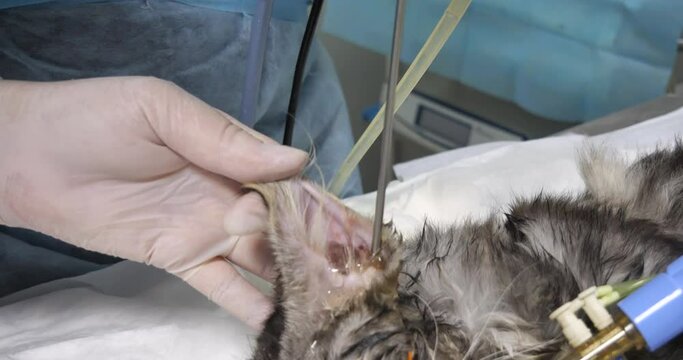 A veterinary endoscopist performs an otoscopy of the ear of a cat with otitis interna. A cat under anesthesia undergoes an examination of the ear canal with an endoscopic apparatus.