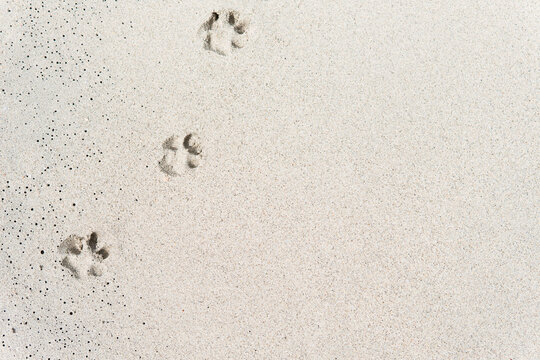 Dog footprints on sand beach in sunny day