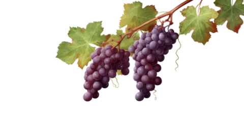Fotobehang Grapevines isolated on transparent background © Suralai