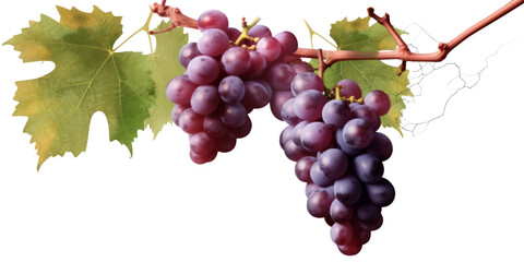 Grapevines isolated on transparent background