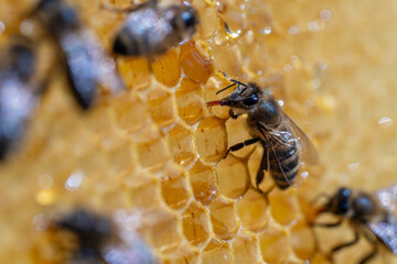 Working bees on honeycomb, closeup. Colony of bees in apiary. Beekeeping in countryside. Macro shot with in a hive in a honeycomb, wax cells with honey and pollen. Honey in combs