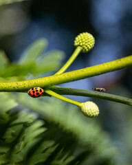 ladybug on the plant