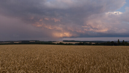 wheat field in the sunset. wheat field at sunset against storm clouds