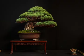 Fotobehang bonsai pin blanc  © badoune