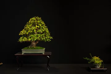 Deurstickers bonsai de charmille  © badoune