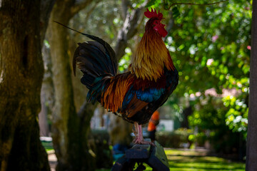 animali gallo che canta