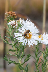 bee on a flower