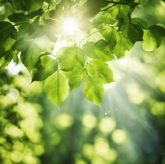 Golden Sunlight Through Lush Tree Leaves in Nature