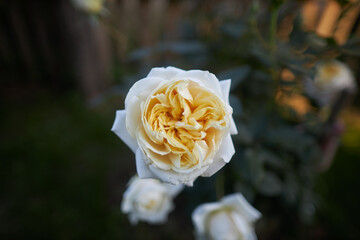 White climbing rose Iceberg close-up