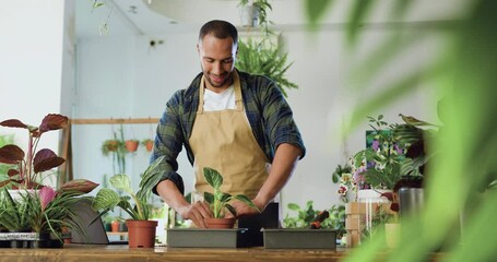Portrait of successful African male florist replanting flowers in florist shop using soil wearing apron. Man florist puts plants in desk at flower store. Floristry business and people concept.