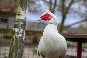 Muscovy duck Cairina moschata white bird with red face and unfriendly very bad expression on bench seat on farm