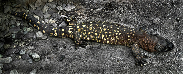 Mexican beaded lizard on the ground. Latin name - Heloderma horridum	
