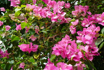 Bougainvillea flowers growing in front of the house