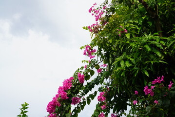 Bougainvillea flowers growing in front of the house