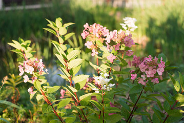 Paniculate hydrangea variety Wim's Red with beautiful bright pink inflorescences in autumn in the garden