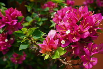 Bougaivillea flowers growing in front of the house