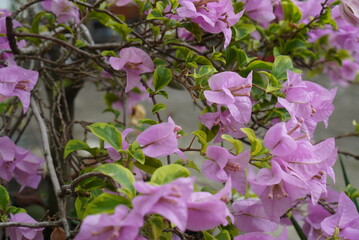 Bougainvillea flowers growing in front of the house