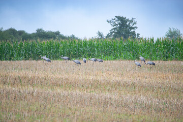 Crane bird group looking for food on a field, migratory bird in Mecklenburg at the baltic sea,...