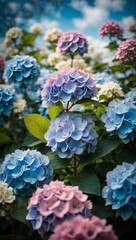Elegant Pink, Light Purple, and Light Blue Hydrangea Flower in Full Bloom 