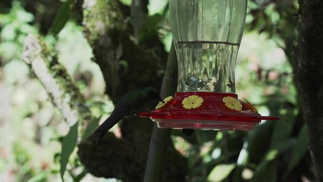 quick and tiny humming birds flying around a feeder in the rainforest near Revash in the andes mountains of Peru.