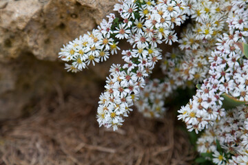 Close up photo of white aster flowers in autumn garden, perfect background.