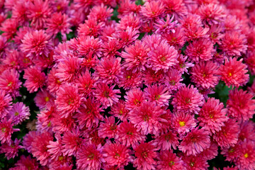 Close up photo of red chrysanthemum flowers in autumn garden, perfect background.