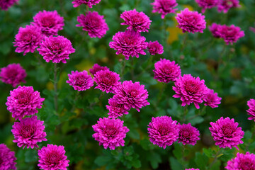 Close up photo of pink chrysanthemum flowers in autumn, perfect background.