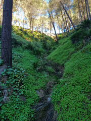 Discover the perfect rolling green grass for a breathtaking mountain