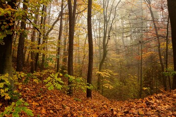 Obraz premium The landscape of a golden forest during a beautiful sunny autumn day.