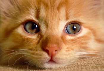 Muzzle of a red kitten with sad eyes, close-up