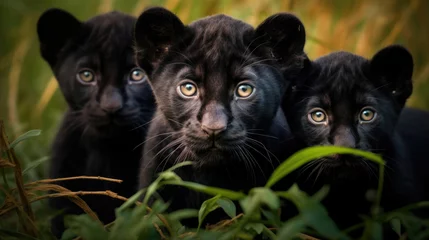 Tafelkleed Family of black panthers in the wild © Veniamin Kraskov