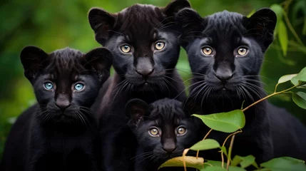 Foto op Aluminium Family of black panthers in the wild © Veniamin Kraskov