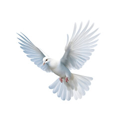 white dove flying with wings wide open isolated on a transparent background. Generative AI 