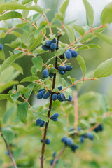 Organic honeysuckle berries on a bush in the garden in summer