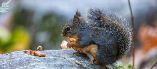 Squirrel eating a mushroom in Canadian nature.