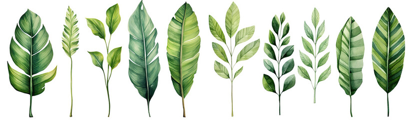 Modern watercolor green tropical leaves, clip art Botanical Illustration elegant watercolor illustration , green tropical leaves isolated transparent background, PNG - obrazy, fototapety, plakaty