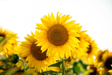 Blooming sunflower heads in a field on a white background. An agricultural plant in the process of active growth and flowering.