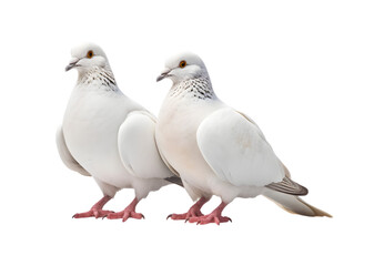 Fototapeta premium A pair of white doves are making love while sitting on a tree branch. Generative AI